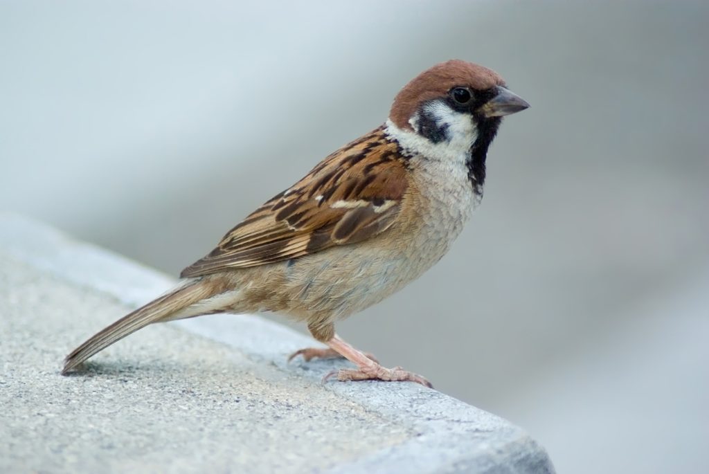 Почему Sparrow?
